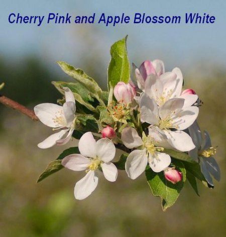 Cherry pink and apple blossom white .jpg