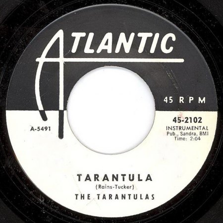 tarantulas tarantula.jpg