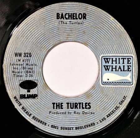 TURTLES B3.jpg