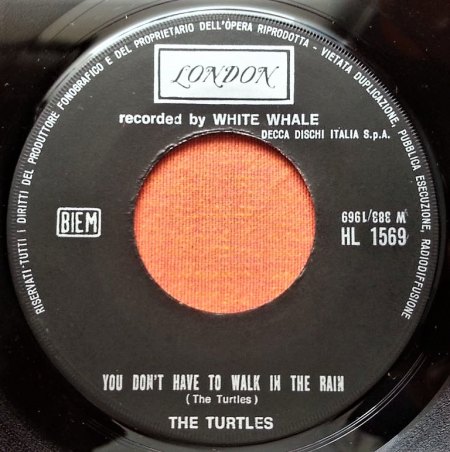 TURTLES A5.jpg