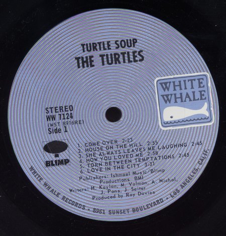 Turtles  (8)_Bildgröße ändern.jpg